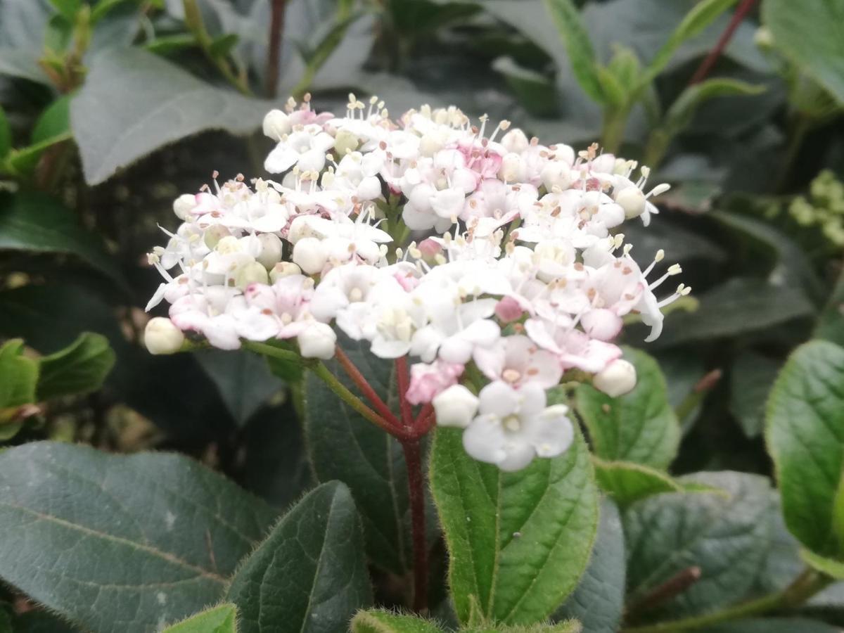 Vila Flori 科佩尔 外观 照片